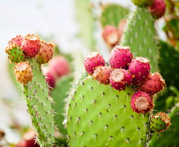 Prickly Pear Cactus Fruit Dark Balsamic from Italy